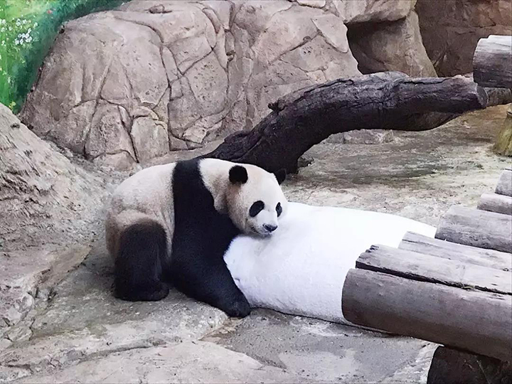 國寶熊貓
