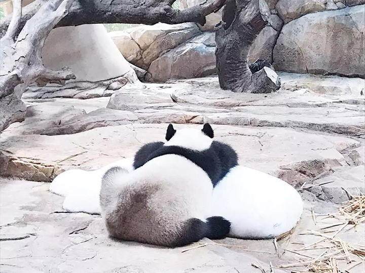 國寶熊貓2