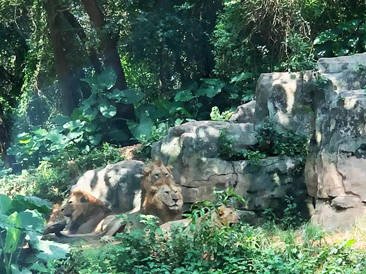 獅子